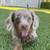 Dachshund familypuppy (346) 5eight9-9685 1 thumbnail