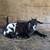 Goats/Male (fainting goats) 4 thumbnail