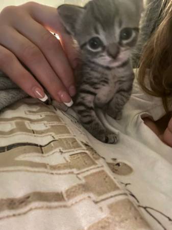 Female kitten (Battleground)63842374242049121