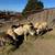Sheep and goats for sale 3 thumbnail