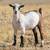 Nigerian Dwarf Doe Kids 1 thumbnail