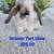 Adorable Holland Lop Baby Bunny 4 thumbnail