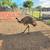 Emu 5 thumbnail