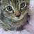 Kitten very friendly 4 months 2 thumbnail