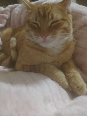 GATO NARANJA DESAPARECIDO/ROBADO (Rochester wa)63853558494977121