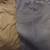 Bills Khakis 33 waist - 3 pairs 1 thumbnail