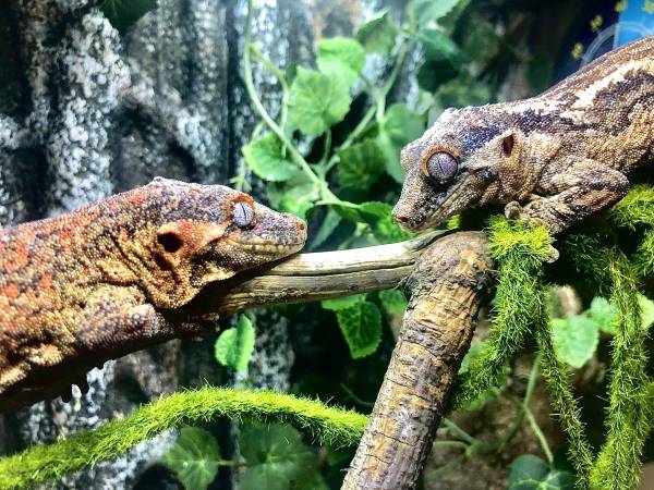 Rehoming Gargoyle Geckos600394474341027841