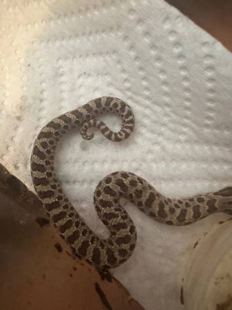 Available snakes and lizards 1