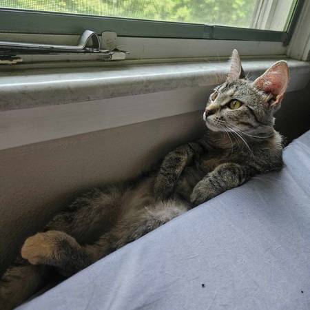 Missing Kitten (Carbondale)63981875243395121