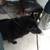 Black German shepherd 1 thumbnail
