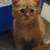 Manx kittens 5 thumbnail