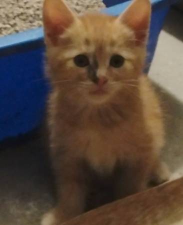 Kittens manx (Livermore)603011485039994884