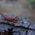 Red Monster Bearded Dragon 7 thumbnail