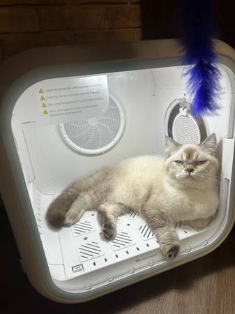 British Shorthair male 7 months 1