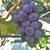Perennial Potted Plants from my Homestead Gardens 5 thumbnail