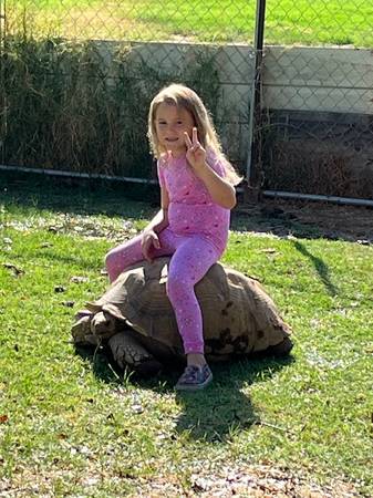 Tarifa de reubicación de cría de tortuga Sulcata (Exeter)63873028392833124
