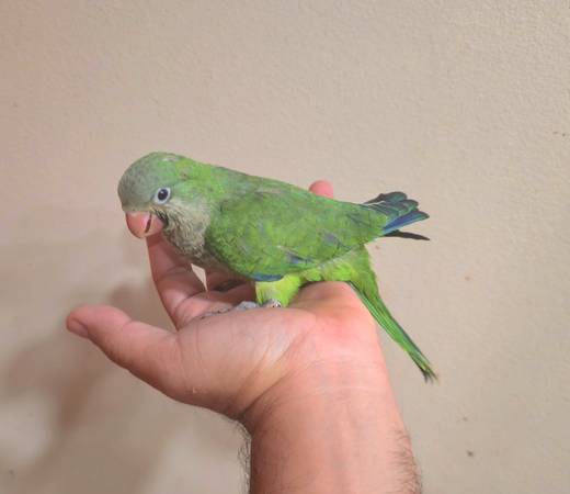 Agapornis verde bebé (Miami)63685532872577121