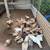 Giant runt pigeons 1 thumbnail