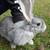 Flemish rabbit  2 males left 3 thumbnail
