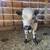 Mini white dexter/jersey bulls 4 thumbnail