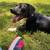 Mixed puppy 3 thumbnail