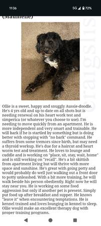 Ollie - Aussiedoodle - Post was Deleted! 1