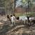 Boer Goats for Sale 4 thumbnail