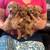 Toy poodle 2 thumbnail