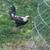 Gamefowl hatch grays 6 thumbnail