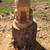 Cedar Chainsaw carving 1 thumbnail