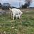 Dairy Gaots Nigerian Dwarf and Mini Saanen Goat Trio 3 thumbnail