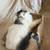 Cat 2 thumbnail
