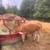 Nice Jersey Heifers 6 thumbnail