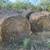 Oat hay 1 thumbnail
