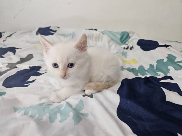 ¡¡Gatito! Hermoso gatito flamepoint de ojos azules (Oregon City)63842373965443122