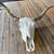 Longhorn Steer Skull 1 thumbnail