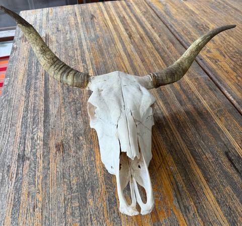 Longhorn Steer Skull 1