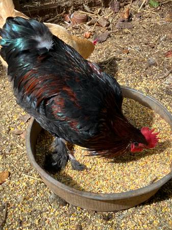 Free Meat Roosters 1