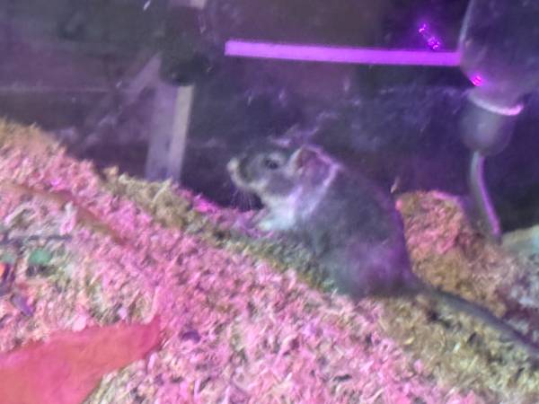 6 friendly gerbils looking for a new home. 1