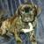 Dogs & puppies needing to rehome 9 thumbnail