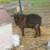 Nigerian Dwarf goat stud 2 thumbnail