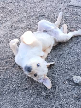 Packmaster seeks Mama for pack of dogs. 1