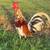 Chickens for sale 9 thumbnail