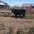 Black Angus Bulls 3 thumbnail
