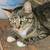 Barn cats / kittens need a good home 7 thumbnail