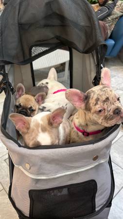 Frenchie rehoming (Plantation)63936141671170121
