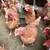 2 1/2 year old hens 1 thumbnail