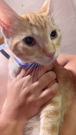 Kittens Up For Adoption (Cleveland)63939179356802122