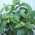 LARGE GUAVA TREES /Plant Sale 8 thumbnail