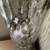 Large Silver Speckled Glass Votive Lamp 2 thumbnail